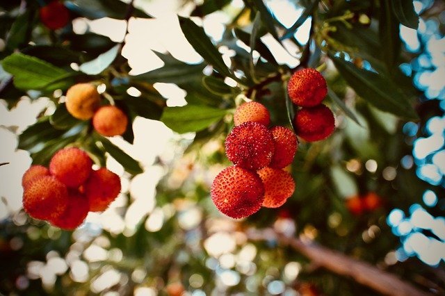 Photo des fruits de l'arbousier, les arbouses