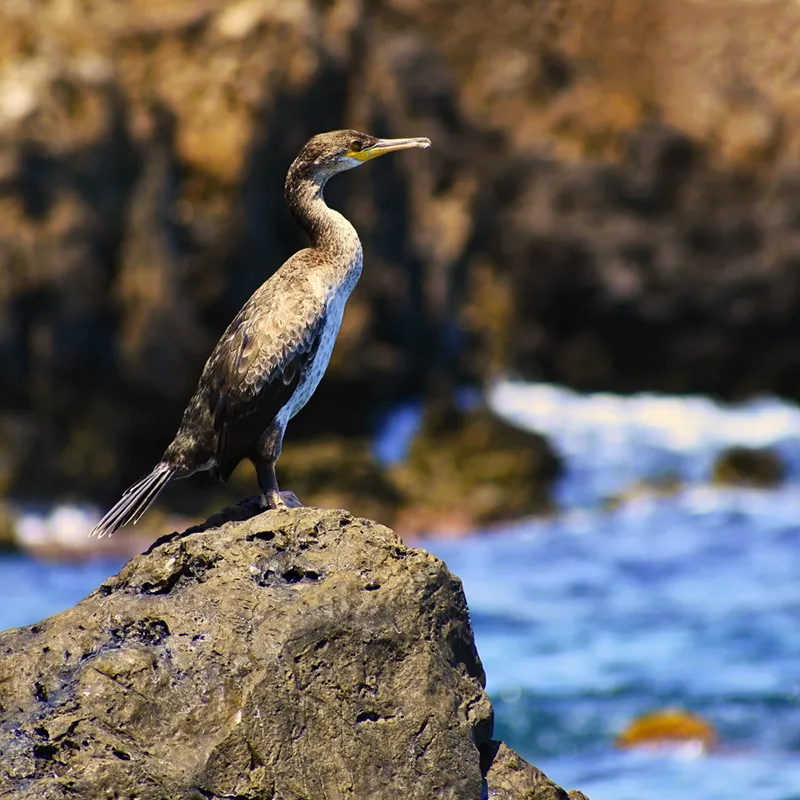 Cormoran Huppé à Porto-Vecchio en Corse du Sud