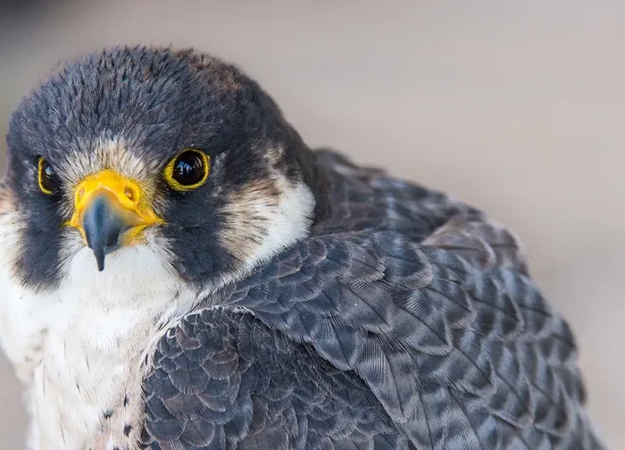 À la découverte des oiseaux de Porto-Vecchio : un paradis pour les passionnés de nature