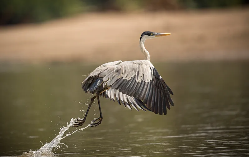 Grue cendrée à Porto-Vecchio en Corse du Sud